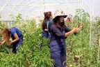 Genç çiftçiler tarımı kurtaracak