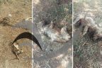 Hayvan Barınağı’ndan ürperten fotoğraflar