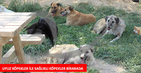 denizli-hayvan-barinagi-olu-köpekler-ic-2