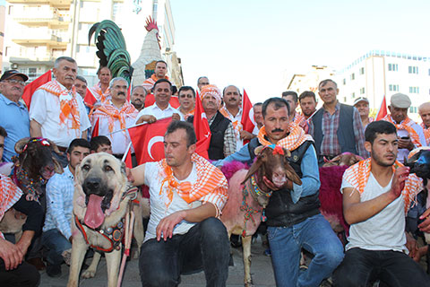 Kınalı koçlar Denizli sokaklarında