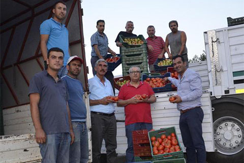 Çameli’den Arabistan’a sera domatesi