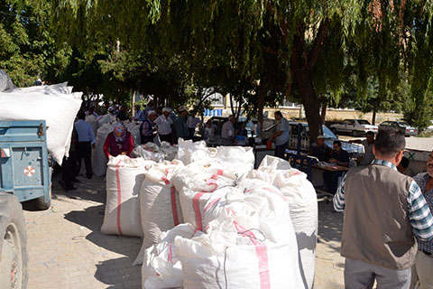 Çameli’de haşhaş kapsülü alımları başladı