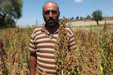 Çivril’in yeni gözdesi: Kinoa