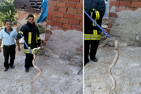 Babadağ’da yılan operasyonu