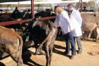 Kurbanlıklar için nöbetçi veteriner çizelgesi