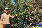 Tek ağaçta yeşil ve kırmızı elma