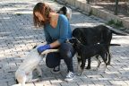 Çivril’de 178 köpek sahiplendirildi