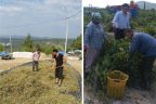Kekik ve üzüm üreticisi dertli