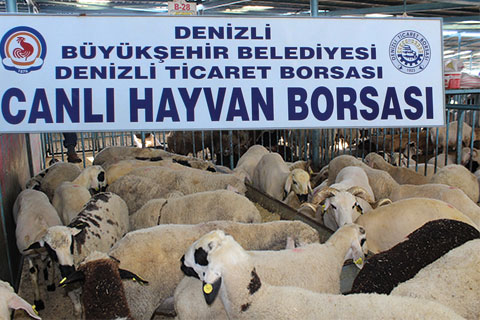 Kurbanlık az, fiyatlar yüksek