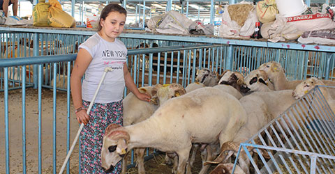 denizli-kurban-pazari-fiyatlar-2016-sevim-gok-