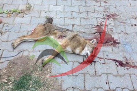 Çal’ı ayağa kaldıran iddia