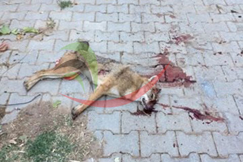 Çal’da çakal çobana saldırdı
