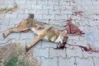 Çal’da çobana saldıran çakalın kuduz olduğu belirlendi