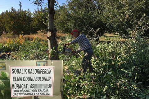 Elma ağaçları kesiliyor, odun olarak satılıyor