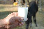 Bu süt altın gibi değerli, litresi 100 lira