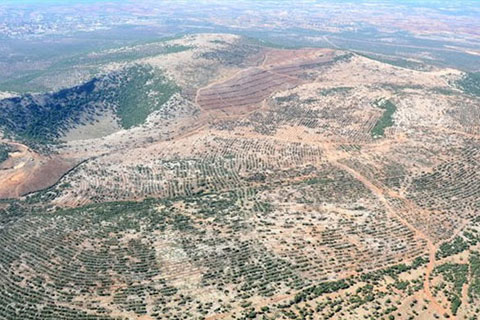 11 bin dekar alana 1.1 milyon fidan