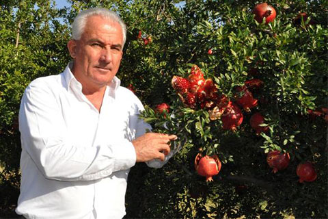 Hicaz narı dalda kaldı