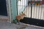 Afacan köpeği itfaiye kurtardı