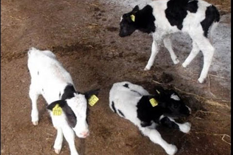 Buldan’ın 5 mahallesine kuduz karantinası