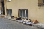 Sokak köpekleri üşümesin diye mahalleye battaniye serdiler