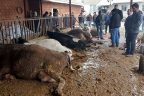 Elektrik akımına kapılan 5 inek telef oldu
