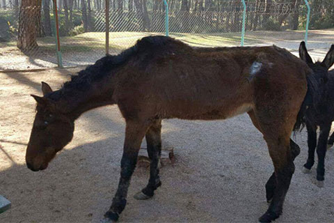 Sahipleri bırakıyor belediye sahip çıkıyor