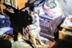 Jandarma köpeği “Evlat” yine yakaladı