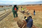 Acıpayam’da yol kenarları ağaçlandırıldı