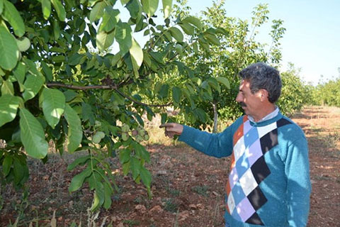 Krediyle diktiği cevizlerden 80 bin lira gelir