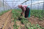 Denizli seraları domatesle doldu