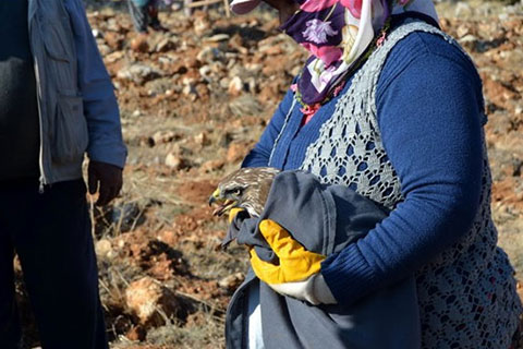 Çameli’de avcıların vurduğu şahini orman işçileri kurtardı