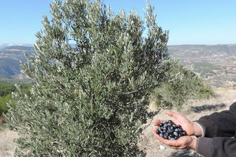 13 kişiye bin 326 zeytin fidanı