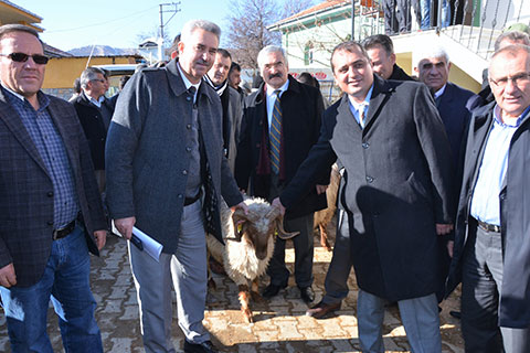 Üreticiye damızlık koç desteği