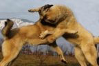 Köpek dövüşü için 25 araçla geldiler