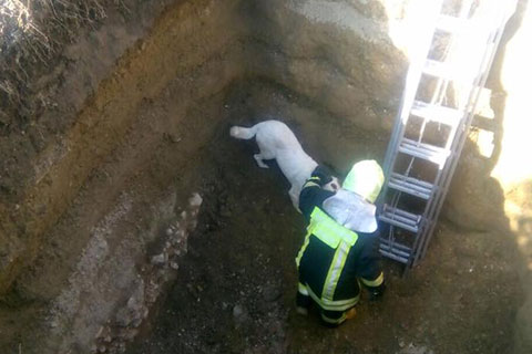 İtfaiyeden köpek kurtarma operasyonu