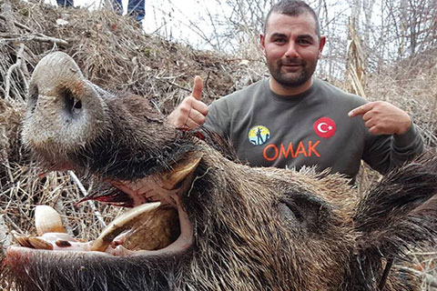 Çal canavarı 200 kiloluk domuz vuruldu