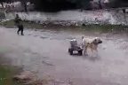 Bu köpeğin marifetleri saymakla bitmiyor