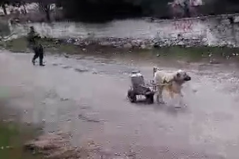 Bu köpeğin marifetleri saymakla bitmiyor