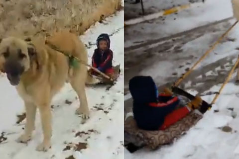 Tavas’ta küçük çocuğun kangallı kızak keyfi
