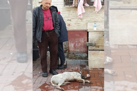 Buldan’da köpek katliamı