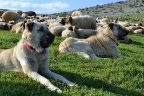 Çökelez’in aslanları altın doğuruyor
