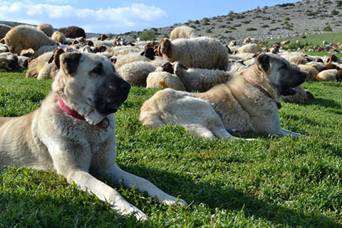 Çökelez’in aslanları altın doğuruyor