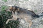 Dere yatağında 30 köpek zehirlenmiş halde bulundu