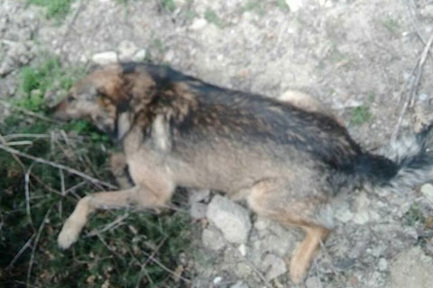 Dere yatağında 30 köpek zehirlenmiş halde bulundu
