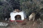 Yavru köpeği zehirlediler