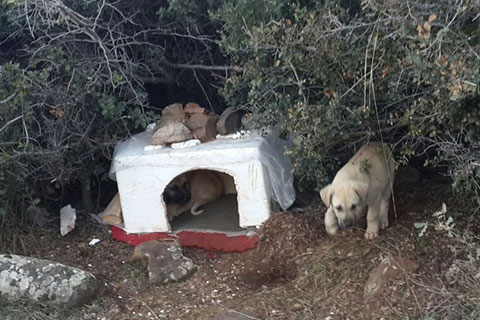 Yavru köpeği zehirlediler