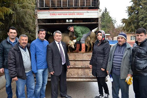 Son koyunlar da geldi