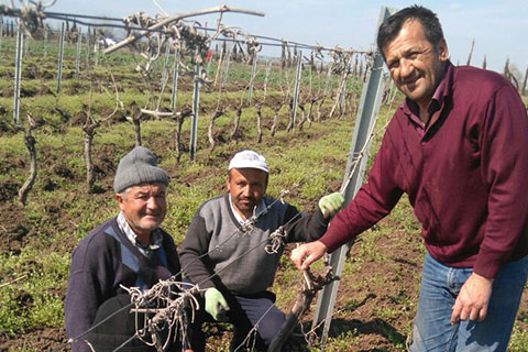 Çallılar, Azerbaycan’da bağ aşılıyor