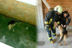 Kale’de köpek kurtarma operasyonu