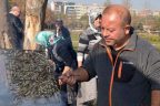 Adalet’te hamsi şenliği